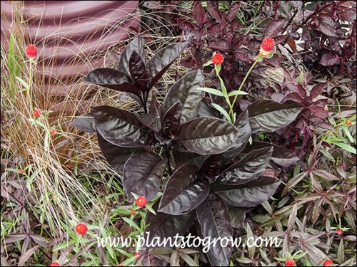 Black Varnish growing with reddish orange Globe Amaranth, bronze grassy leaves of a Carex, Iresine and Alternathera.
